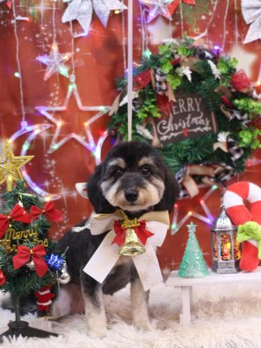 20231214シェリーちゃん